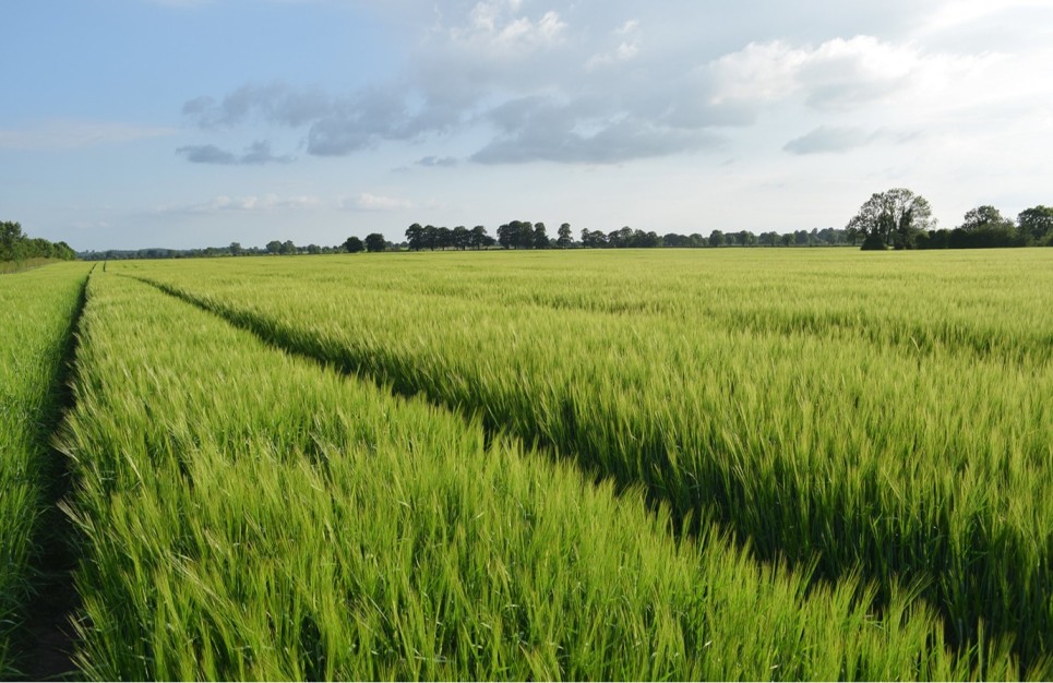 Agricultural landscape showing a wheat field