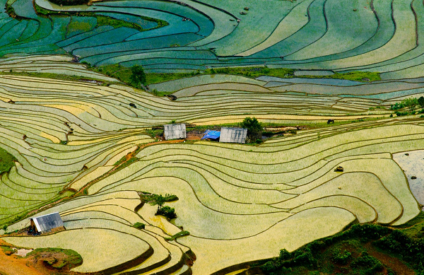 Rice terraces