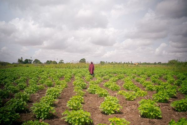 A farmer tends to her crops in Kismayo, Jubaland State, Somalia A farmer tends to her crops in Kismayo, Jubaland State, Somalia