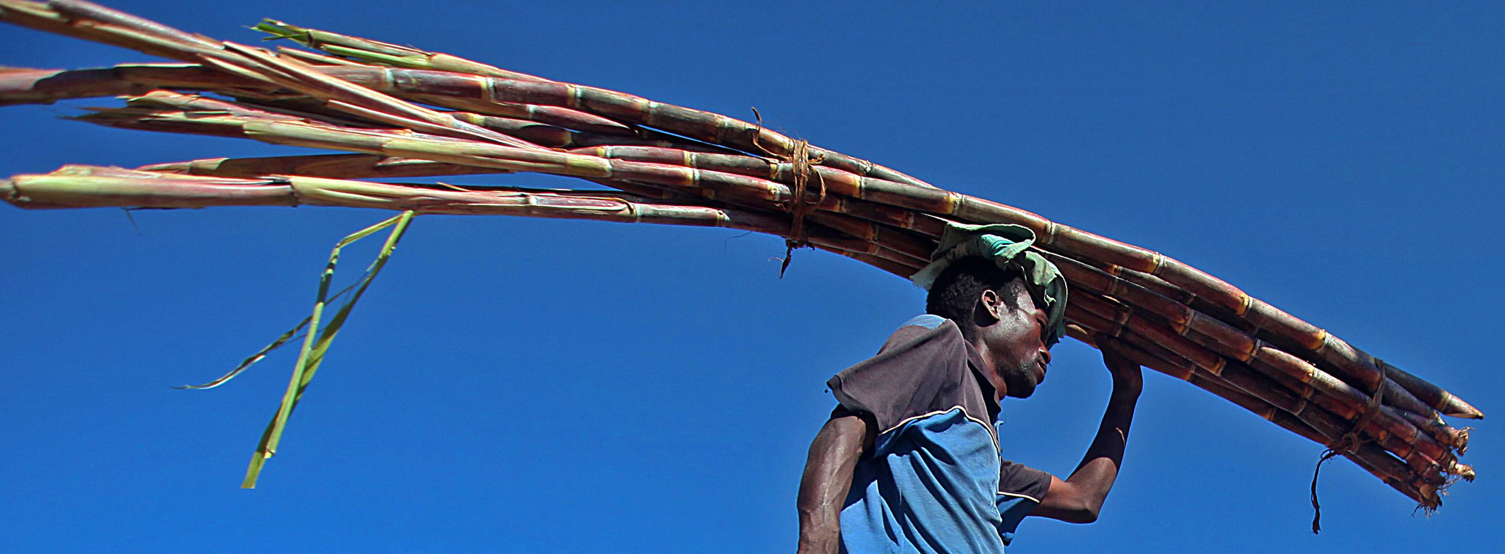 Carrying sugarcane. © FAO/Paballo Thekiso Carrying sugarcane. © FAO/Paballo Thekiso