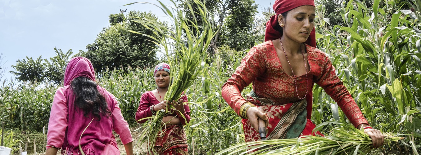 NEPAL - New agricultural techniques to combat climate change - © Chris Steele-Perkins/Magnum Photos for FAO