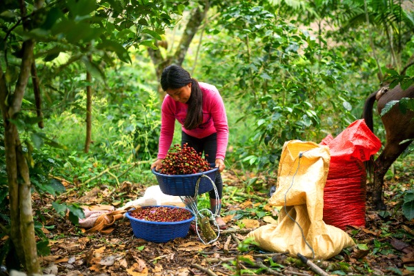 Guatemala. Coffee harvesting. © FAO/Santiago Billy