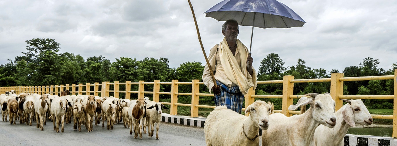 Nepal. Goats crossing the river Tinaau. © Chris Steele-Perkins/Magnum Photos for FAO
