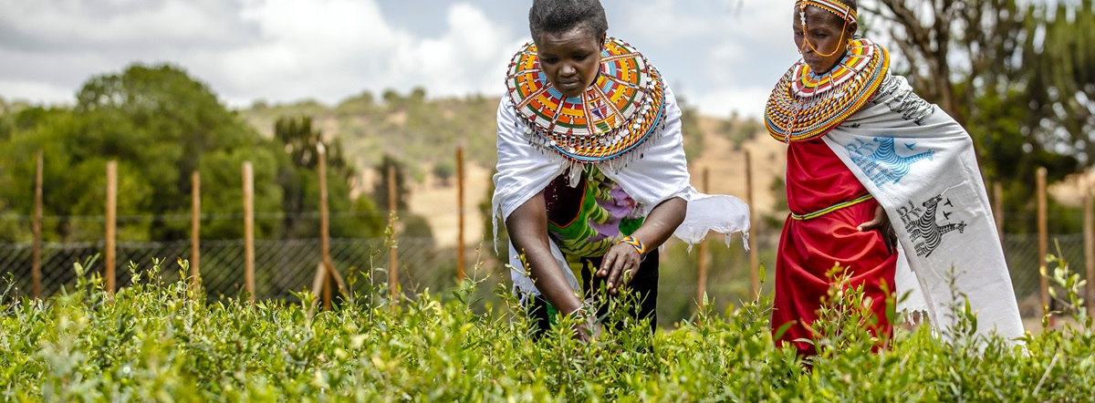 Kenya - Maasai women work on the community tree nursery – © FAO/Luis Tato