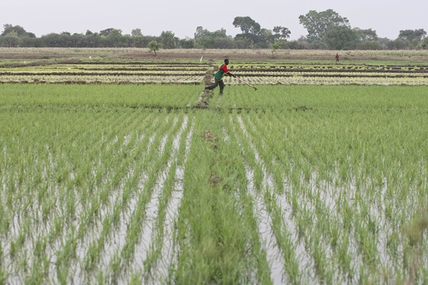 cop28-outcomes-addressing-climate-change-through-agrifood-systems-solutions