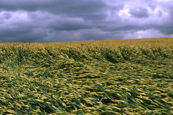 fao_wheat