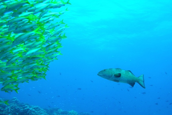 grouper-circles-school-of-yellowtail-snapper