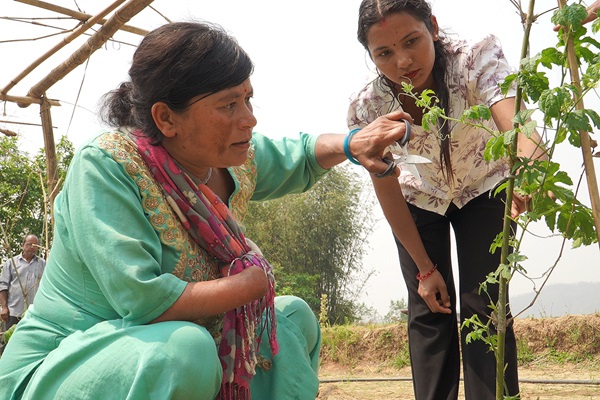 Khilamaya is now a vocal and active participant in the farmer field school Khilamaya is now a vocal and active participant in the farmer field school