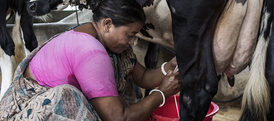 Livestock and enteric methane