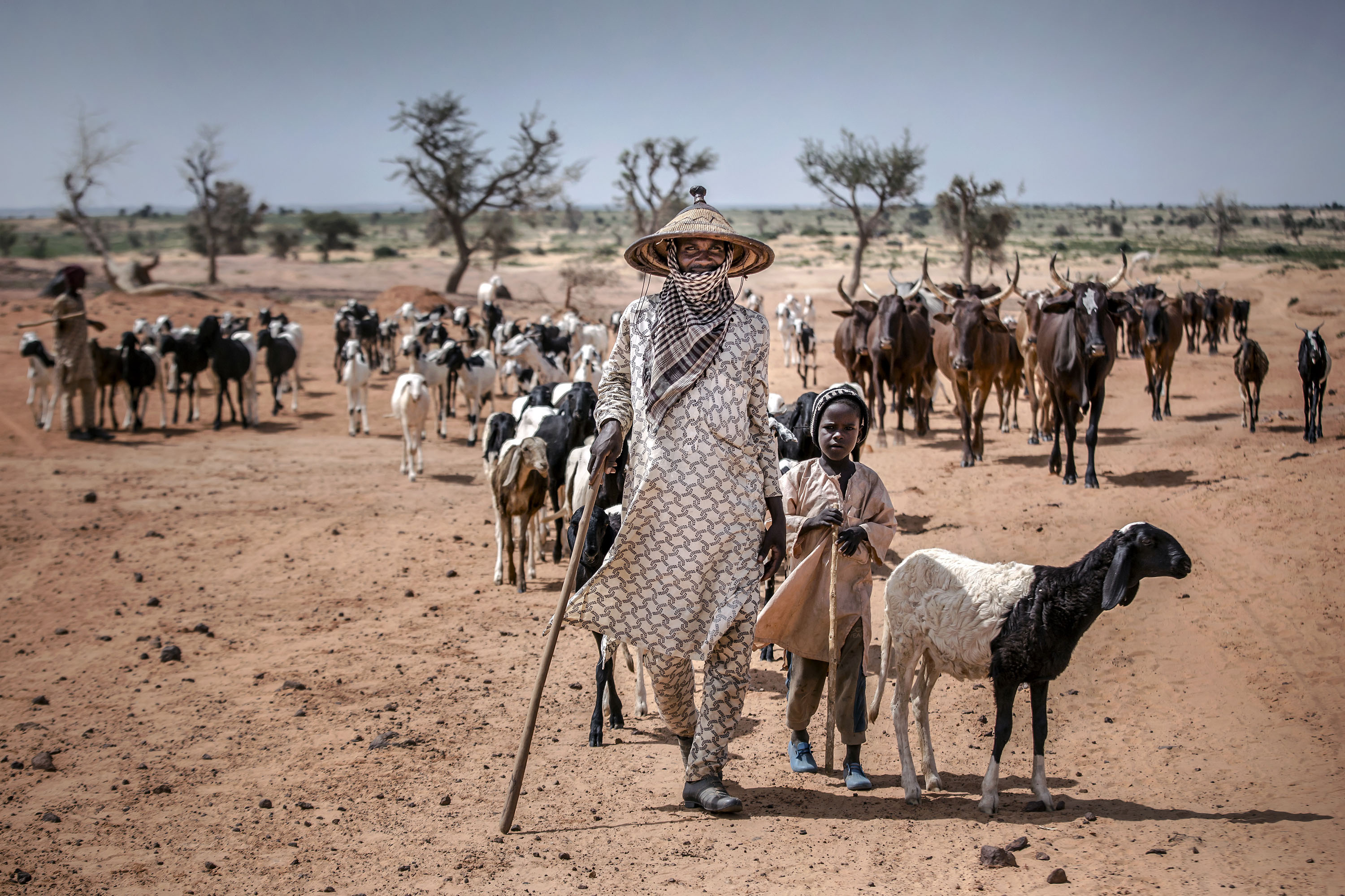Technical assistance to World Bank funded operations on the topic of livestock and climate change