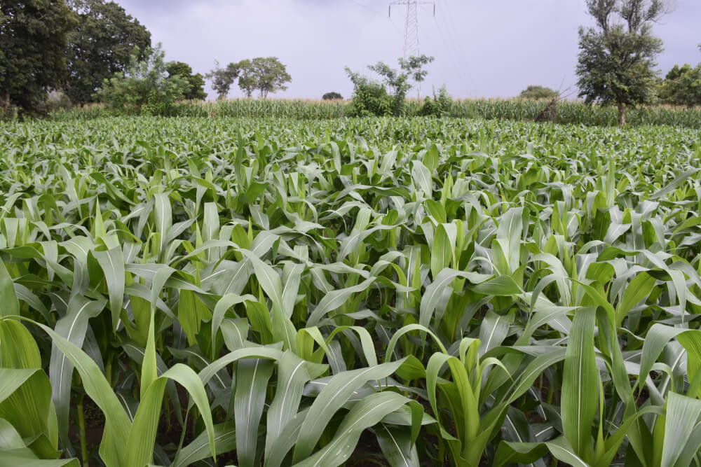 Building climate resilient cropping systems