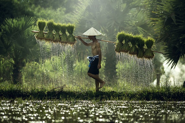vietnam-riso-agricoltore-vietnamita-by-tong2530-fotolia-750