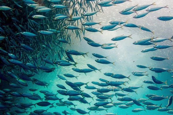Western-fisheries-not-collapsing-but-Asian-waters-unmanaged-and-unrecorded-1