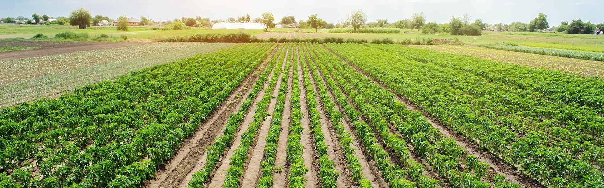 Agroecology, ensuring food security and sustainable livelihoods while mitigating climate change and restoring land in dryland regions (AVACLIM)