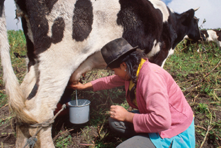 Regional_Dialogue_Livestock