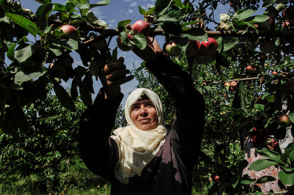 Addressing the agrifood energy-water-land nexus in Central Asia