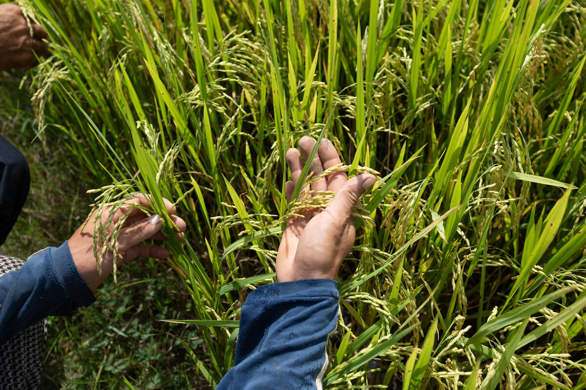 Enabling alternative sustainable uses of crop residue burning in the state of Punjab
