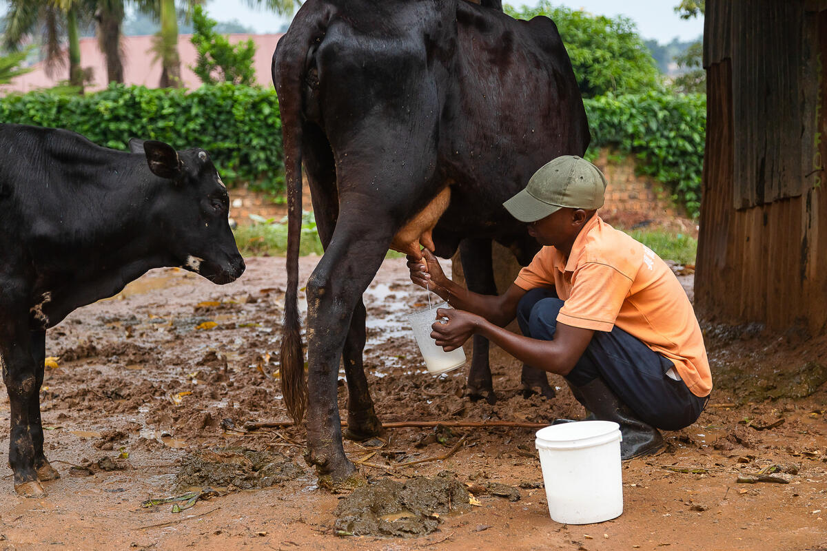 Pathways to dairy net zero: Promoting low carbon and resilient livestock in East Africa