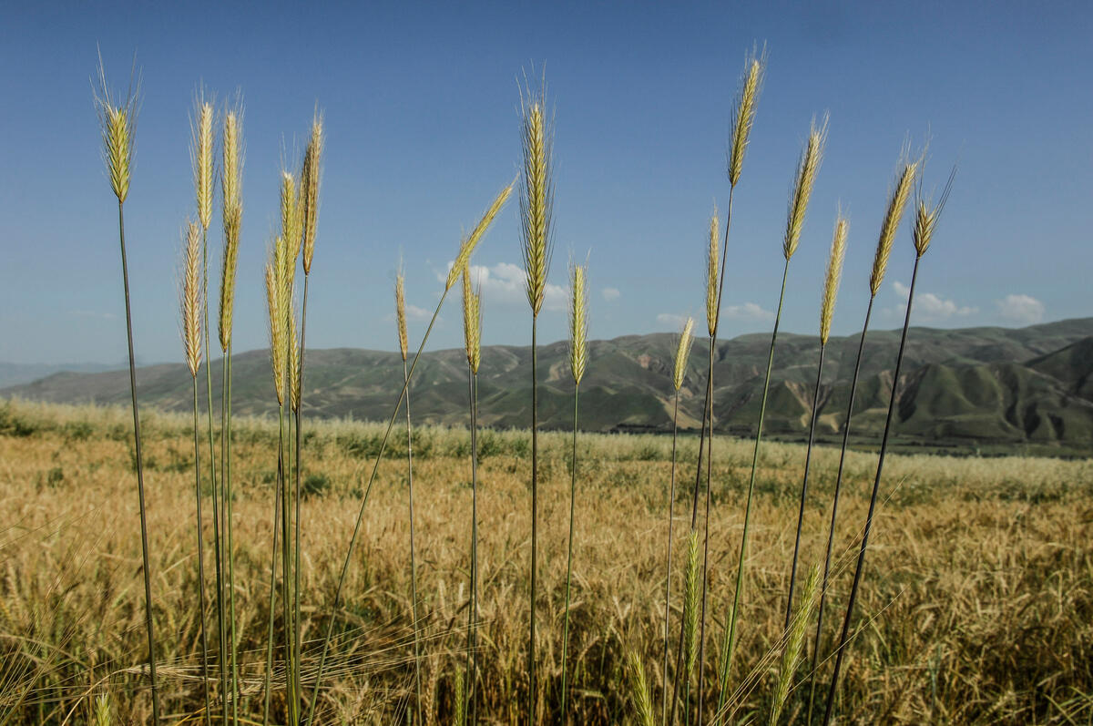Renewable energy interventions in the wheat landscape in Uzbekistan