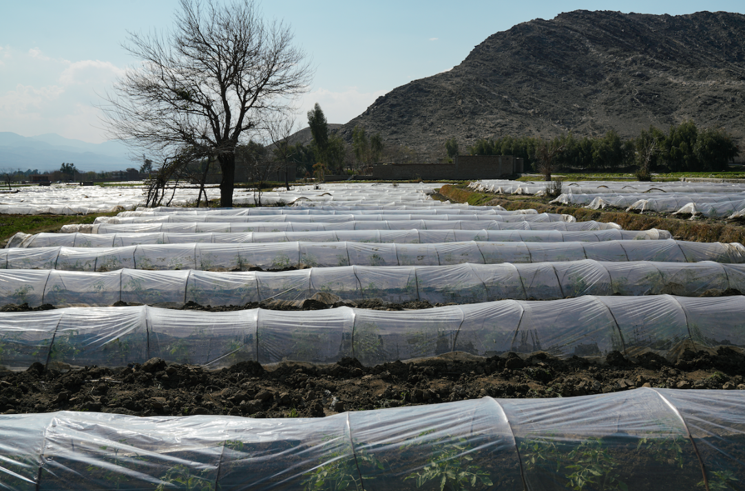 Advancing global dialogue on agri-plastics and trade-related policy solutions