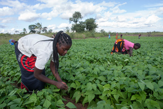 Youth_agriculture2