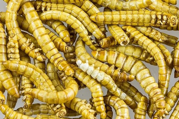 1_Mealworm