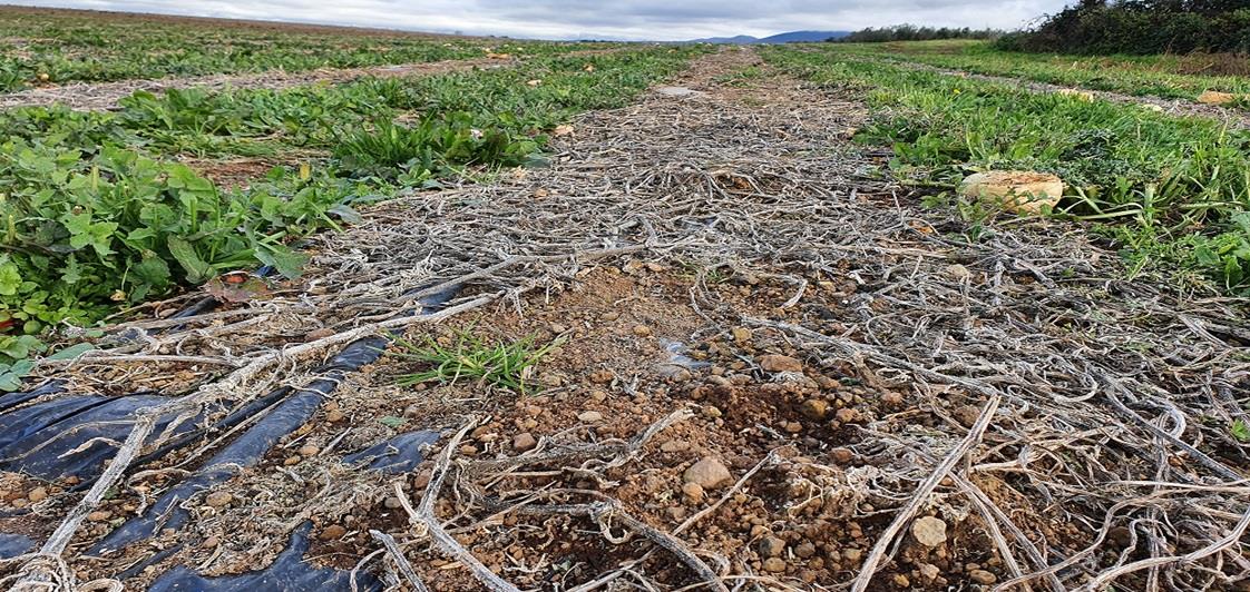 Combatting pollution from agricultural plastics