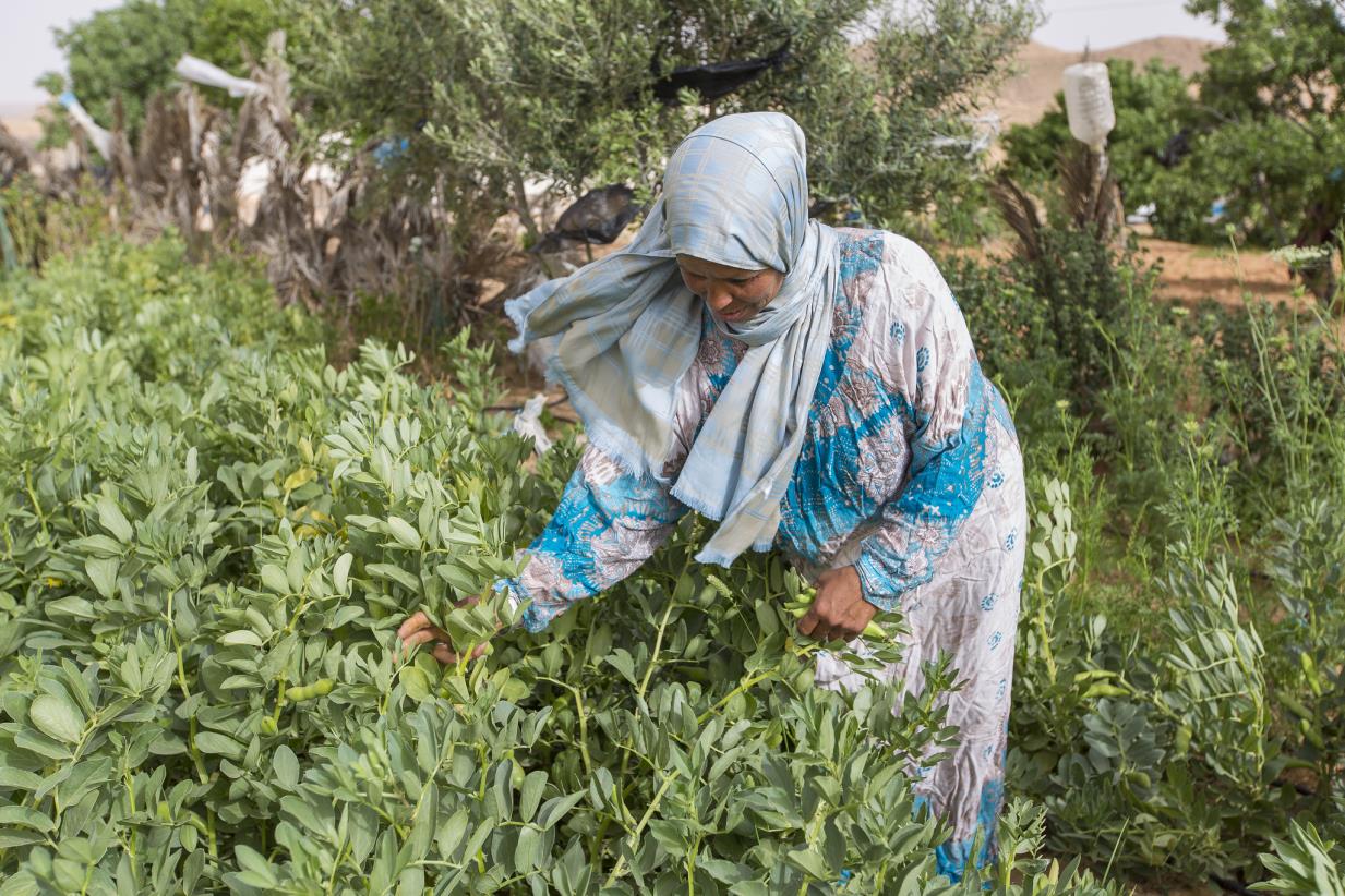 FAO Analysis shows how Nationally Determined Contributions are lighting the way for climate action in the Near East and North Africa region