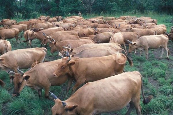 2_cows