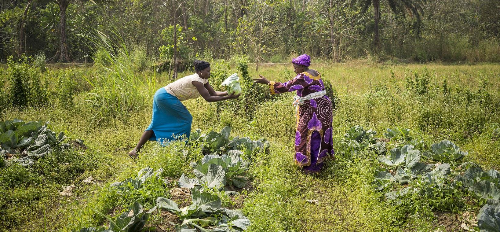 2020: A pivotal year for Koronivia Joint Work on Agriculture