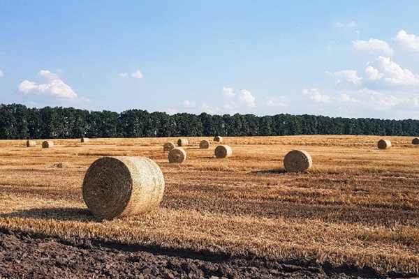Cornfields