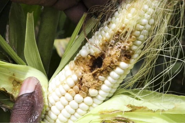 crop-corn
