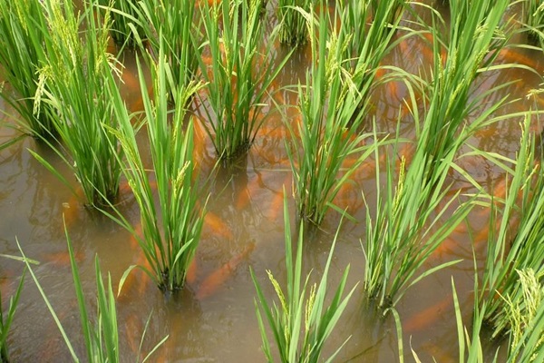 fish-rice2