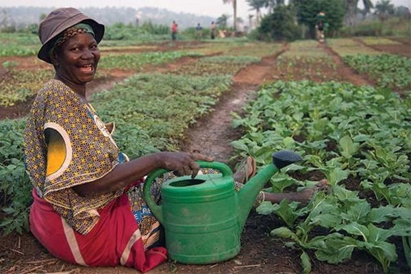 gardener-DRC