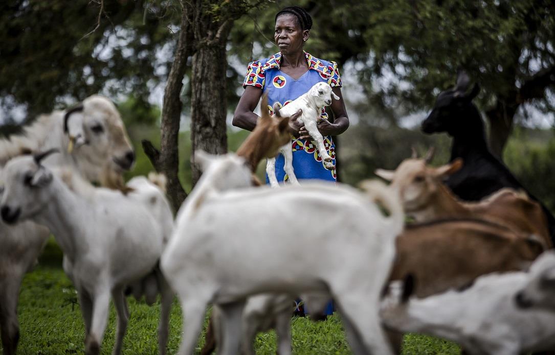 “Low-carbon livestock” can help tackle climate change and boost food security