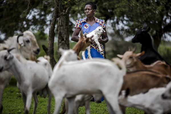 livestock