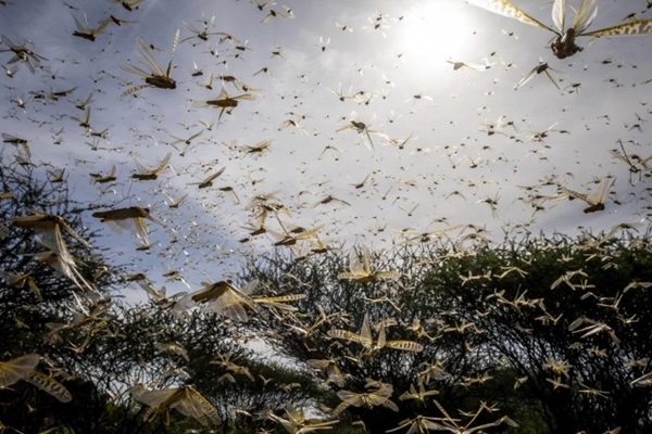 locusts