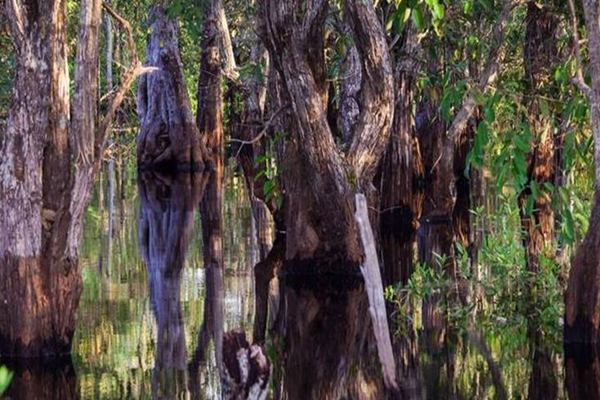 mangrove