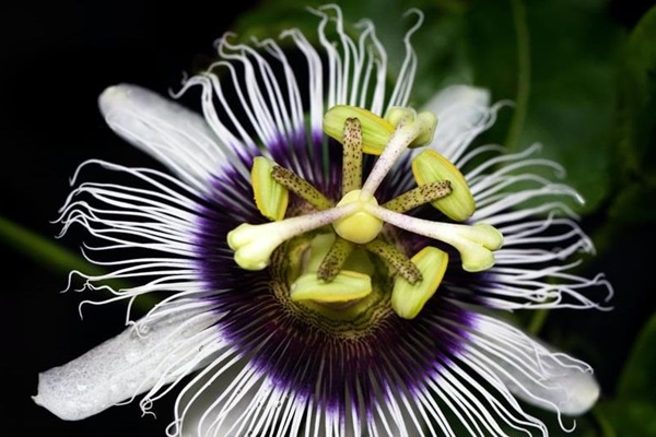 Maracuya-flower