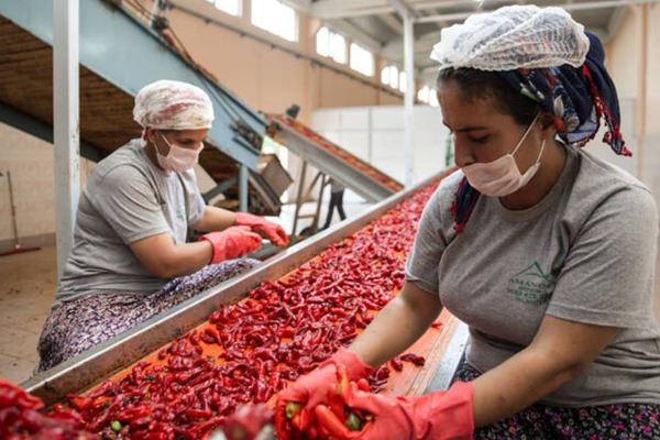 peppers- processing