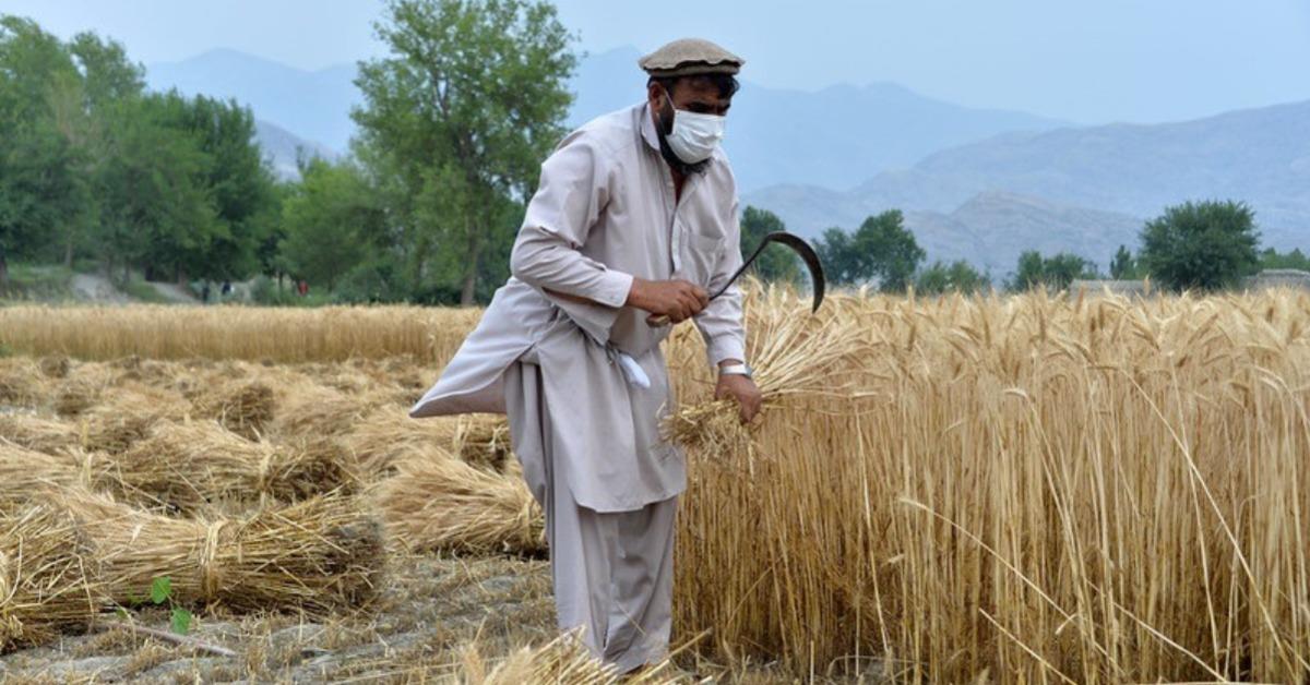 FAO boosts green recovery