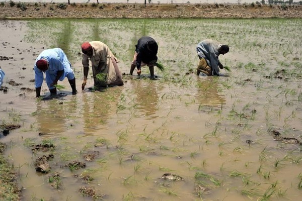 rice paddy indus