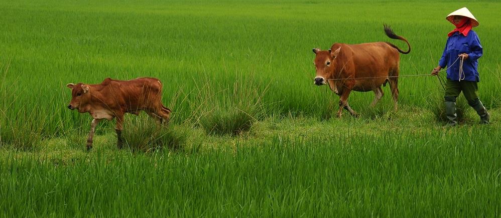 Halving nitrogen pollution in agri-food systems
