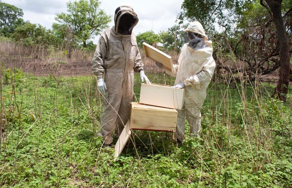 Cooler hives help bees adapt to climate change