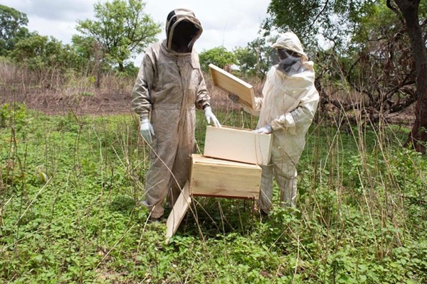 senegal-bee2