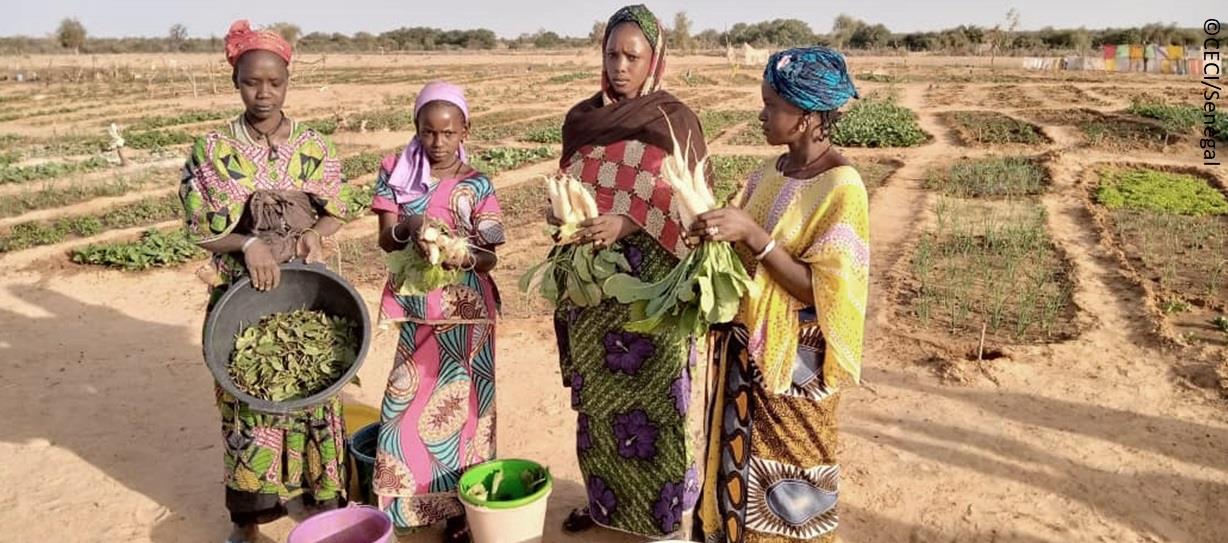 From founders to partners, Quebec and FAO join forces to enhance food security in Senegal and Haiti