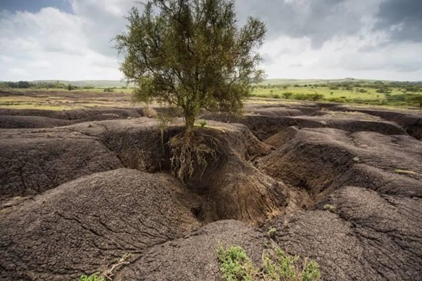 soils