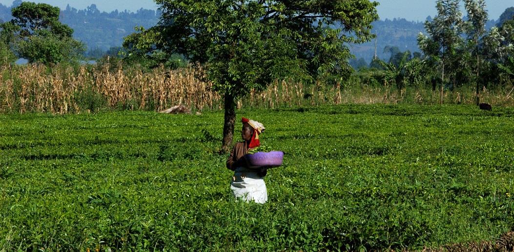 International Tea Day 2020 | Addressing climate change challenges through tea