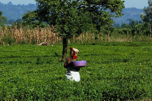 Tea-Kenya