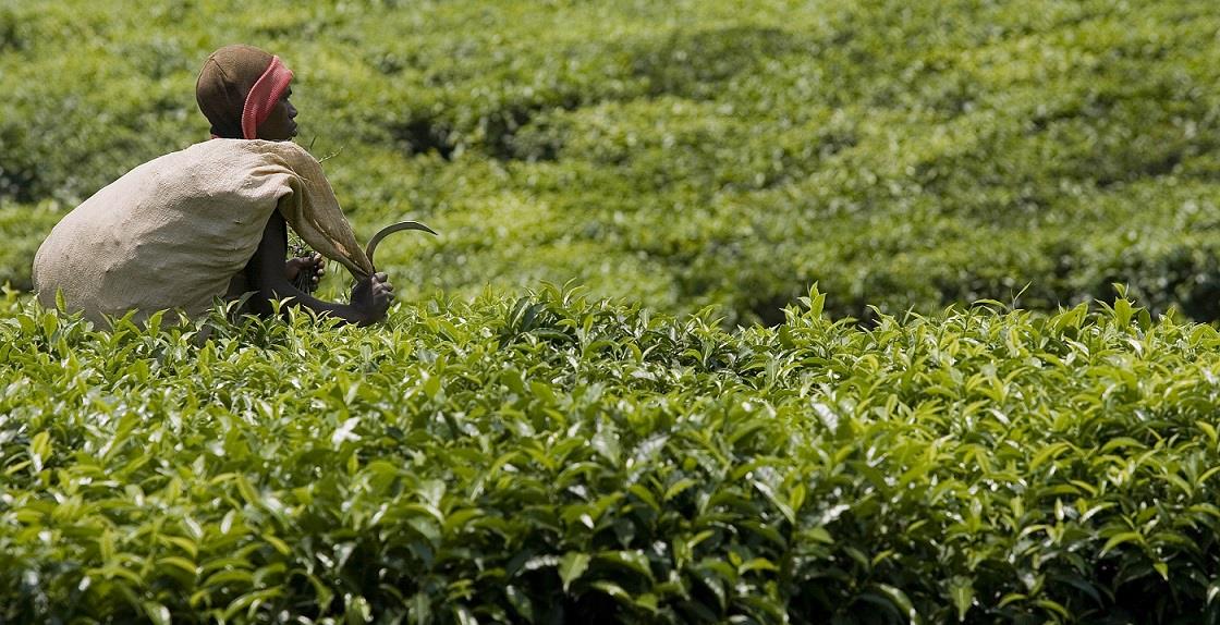FAO launches new website on the ‘Economic and Policy Analysis of Climate Change (EPIC)’ programme